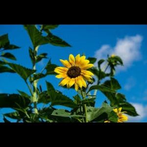 Meet your Posher, Addison